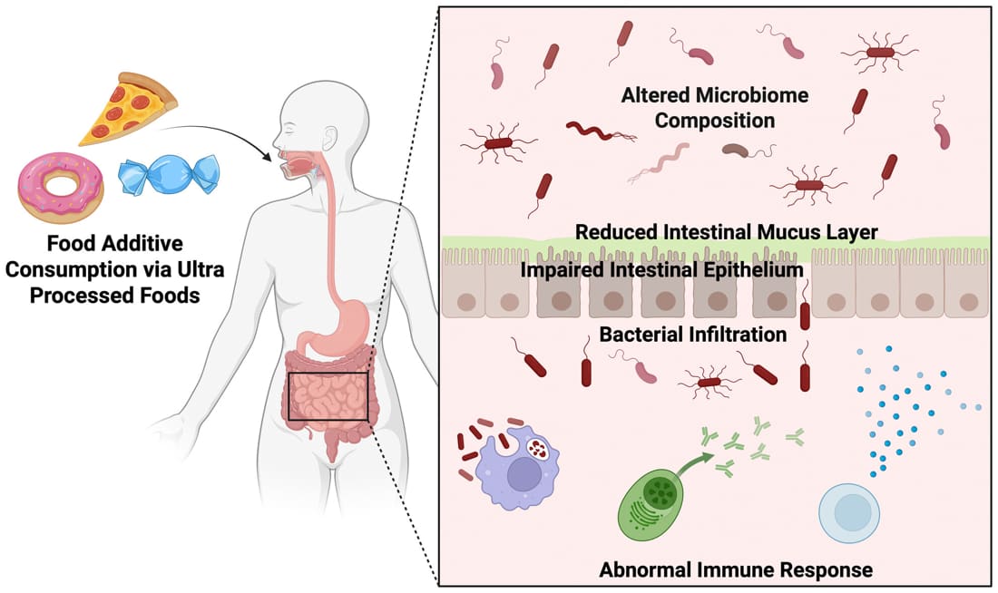 Food-Additives-Graphical-Abstract.jpg Food-Additives-Graphical-Abstract.jpg